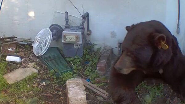 Evde ayıyla yaşıyor: 220 kiloluk ayının evin zemin boşluğunda yaşadığını keşfetti - Sputnik Türkiye