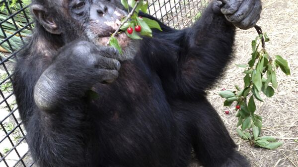 Chimpanzee Kiko eats wild cherries at the nonprofit Primate Sanctuary in Niagara Falls, N.Y. (File) - Sputnik Türkiye