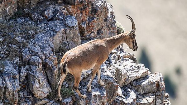 Yaban keçisi - Sputnik Türkiye