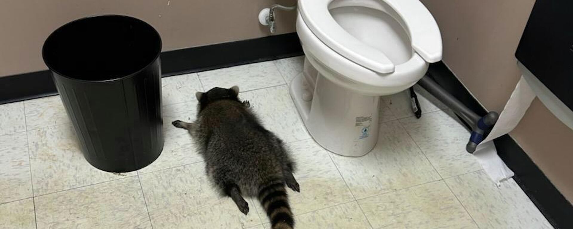 Sarhoş rakun - Sputnik Türkiye, 1920, 03.12.2025