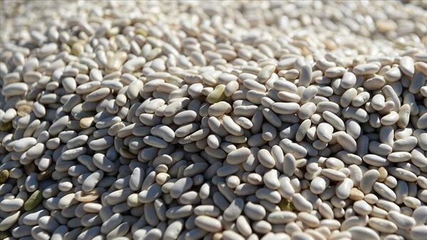 Kuru fasülye - Sputnik Türkiye