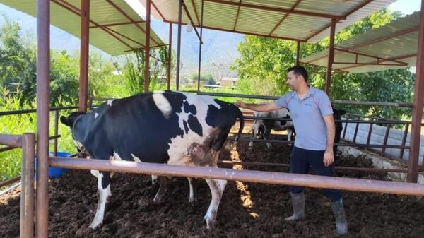  Muğla'nın Milas ilçesinde şap hastalığı nedeniyle 11 mahallede karantina başlatıldı - Sputnik Türkiye