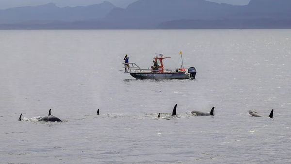 Scientists watch the whales and dolphins from the research vessel Steller Quest.  - Sputnik Türkiye