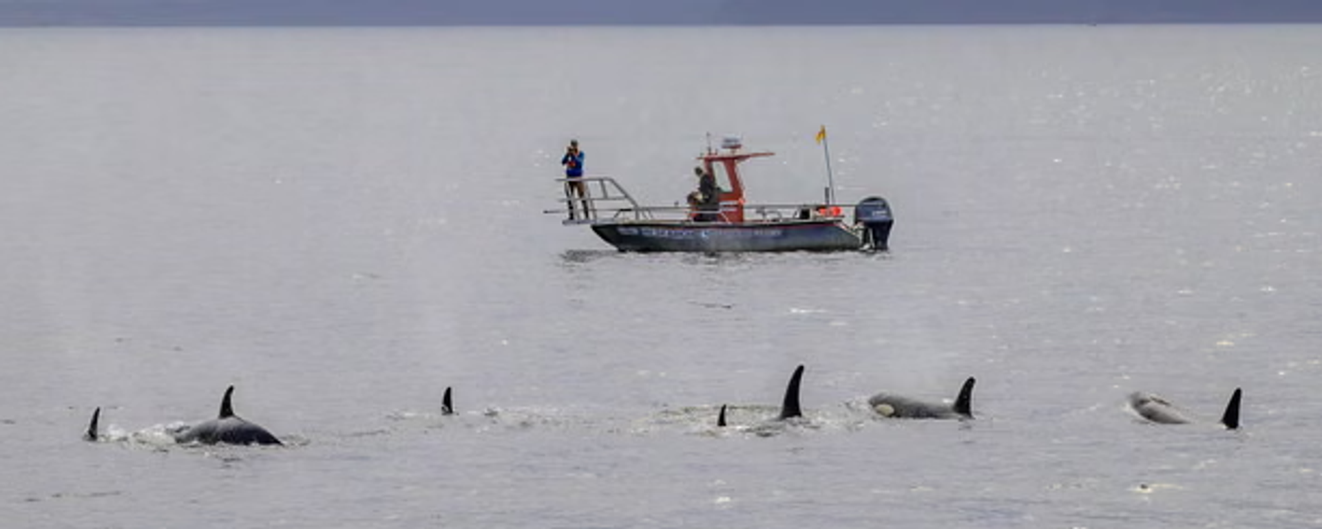 Scientists watch the whales and dolphins from the research vessel Steller Quest.  - Sputnik Türkiye, 1920, 11.12.2025