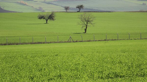 Ekin kamburu böceği - Sputnik Türkiye