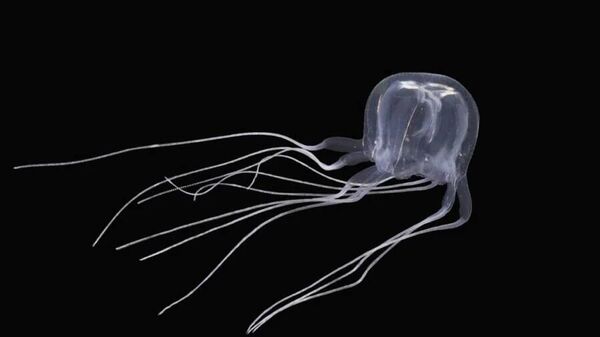 24 gözlü denizanası türü Tripedalia maipoensis  - Sputnik Türkiye