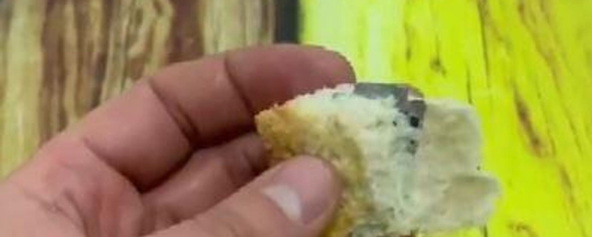 Ekmekten çıkan jilet - Sputnik Türkiye, 1920, 16.12.2025