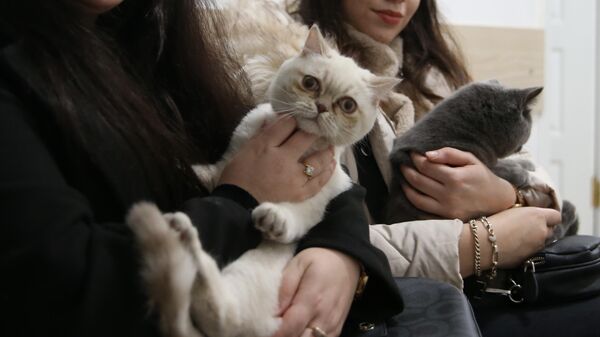 kedi - Sputnik Türkiye