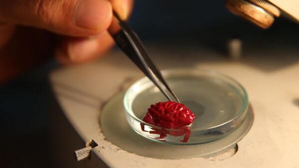 Hint- Pasifik kökenli oluklu yengeç - Sputnik Türkiye