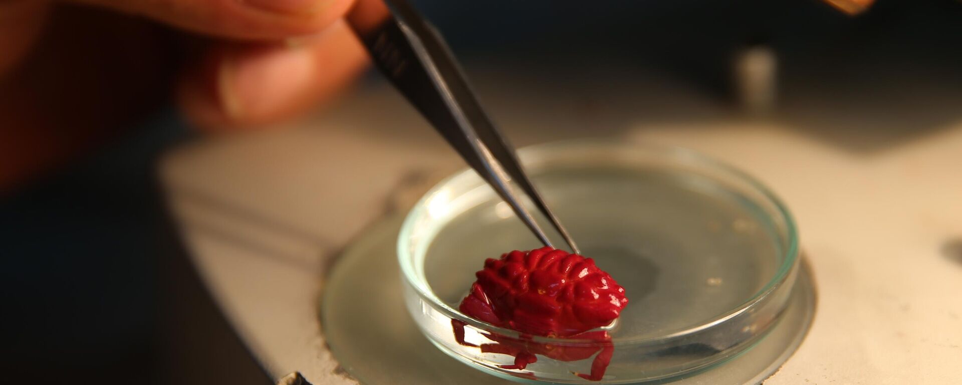 Hint- Pasifik kökenli oluklu yengeç - Sputnik Türkiye, 1920, 16.12.2025