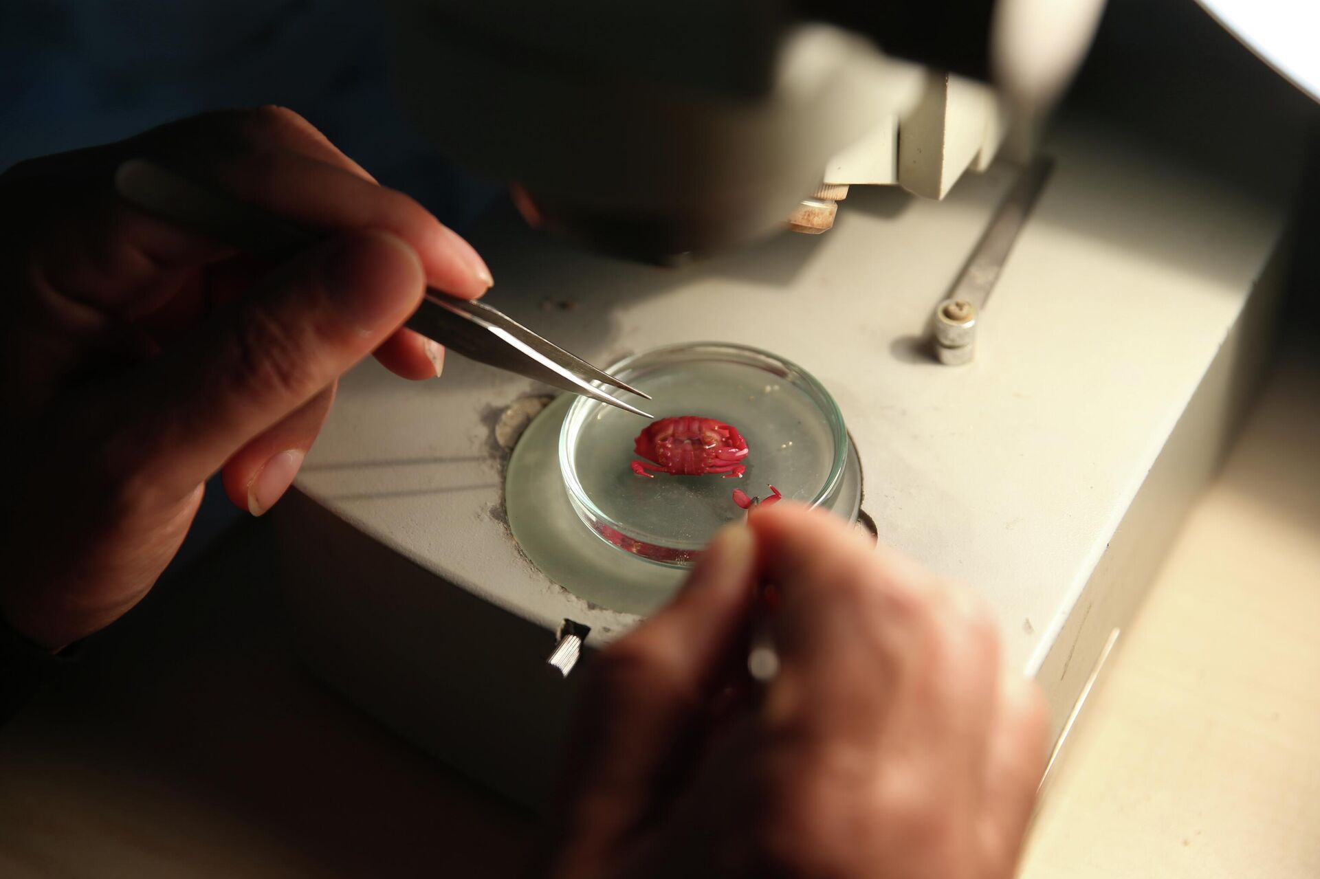 Hint- Pasifik kökenli oluklu yengeç - Sputnik Türkiye, 1920, 16.12.2025