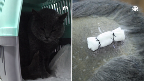 vücudundan kurşun çıkan kedi - Sputnik Türkiye