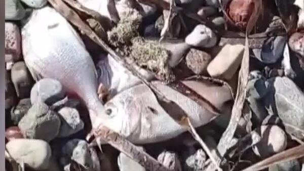 Balık - Sputnik Türkiye