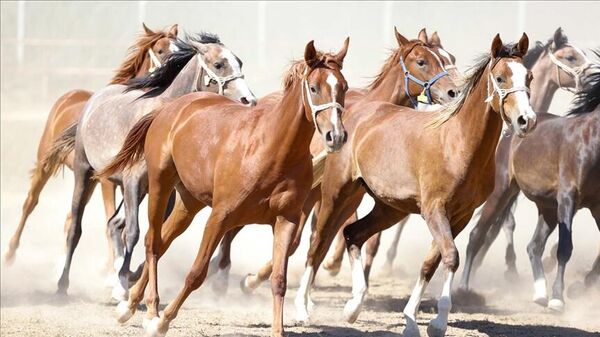 Arap atı - Sputnik Türkiye