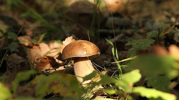 Mantar - Sputnik Türkiye