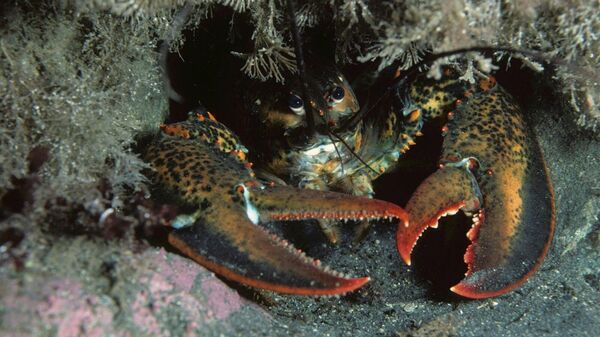 Istakoz  - Sputnik Türkiye