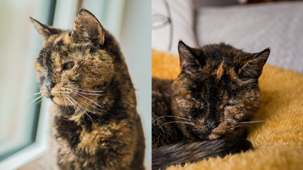 Dünyanın en yaşlı kedisi Flossie 30 yaşına girdi - Sputnik Türkiye