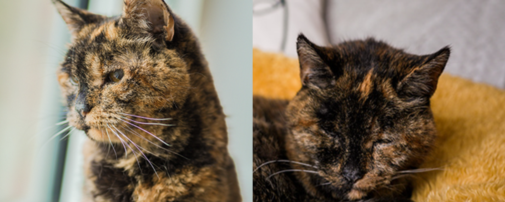 Dünyanın en yaşlı kedisi Flossie 30 yaşına girdi - Sputnik Türkiye, 1920, 30.12.2025