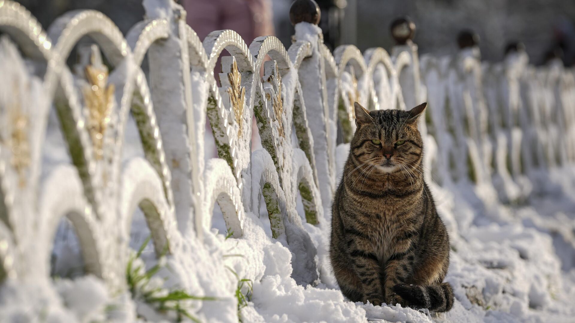 İstanbul kar yağışı - Sputnik Türkiye, 1920, 17.01.2026