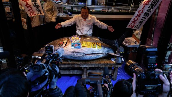 Dev bir mavi yüzgeçli orkinos - Sputnik Türkiye