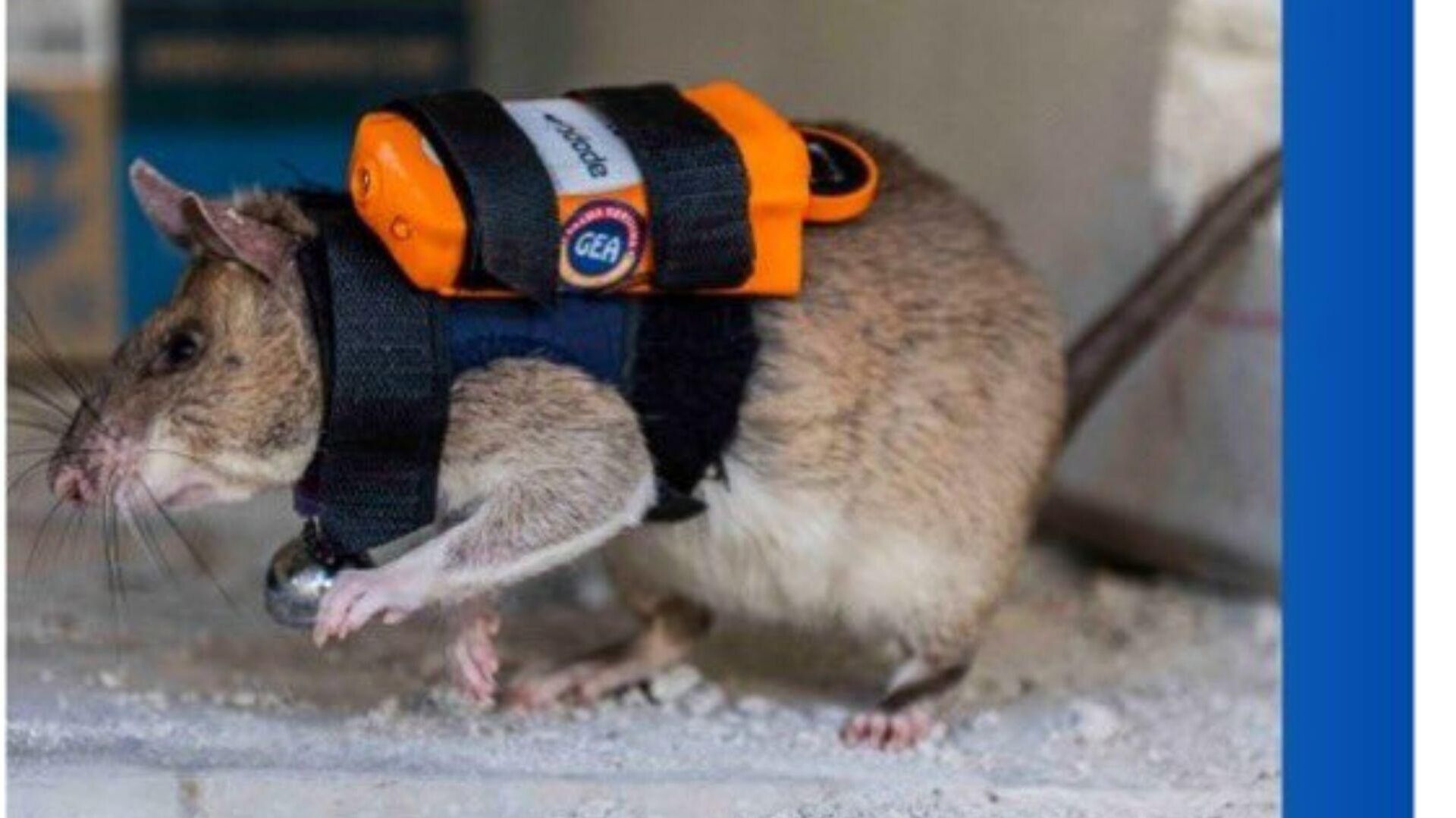 Kahraman Fareler Projesi  - Sputnik Türkiye, 1920, 08.01.2026