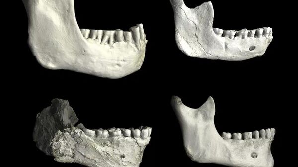 Lower jaws (mandibles) from North Africa, illustrating variation among fossil hominins and modern humans - Sputnik Türkiye