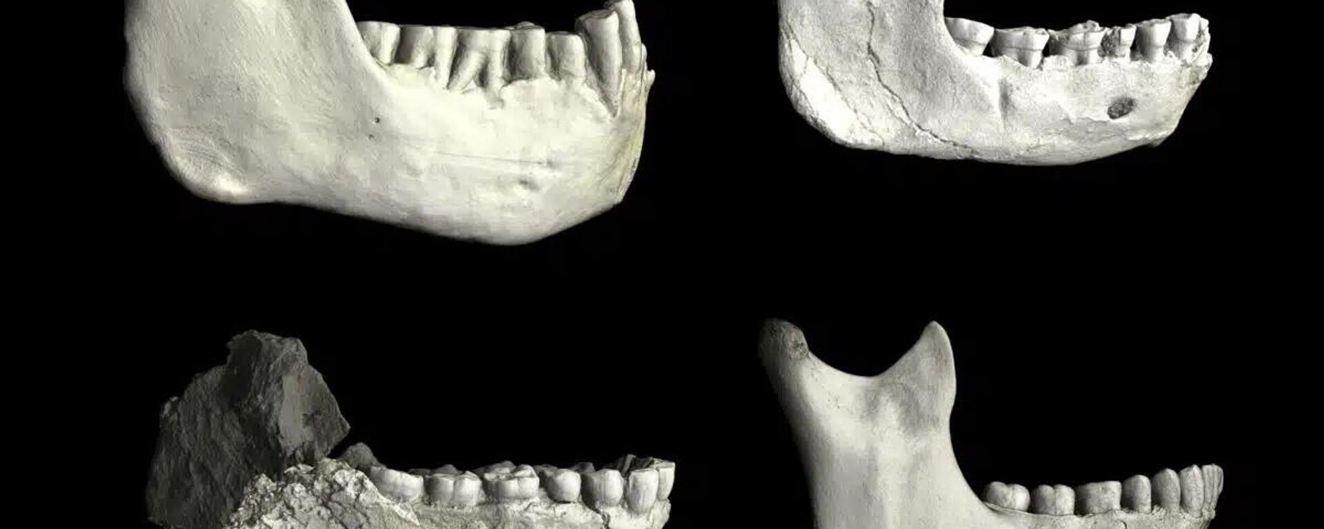 Lower jaws (mandibles) from North Africa, illustrating variation among fossil hominins and modern humans - Sputnik Türkiye, 1920, 09.01.2026