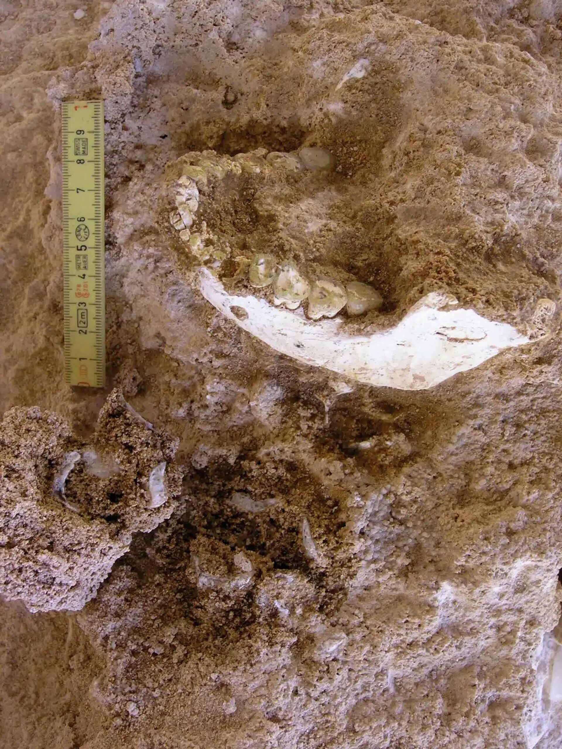 Thomas Quarry I, Grotte à Hominidés: Mandible ThI-GH-10717 during the excavation - Sputnik Türkiye, 1920, 09.01.2026