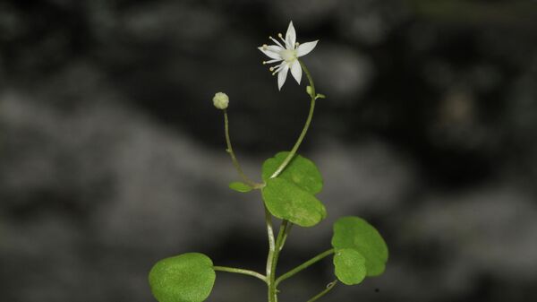 İzmir'in Ödemiş ilçesinde, Batı Anadolu'ya özgü yeni bir bitki türü keşfedildi. Türkçe İzmir göbek otu adı verilen bitki, Türkiye'nin ilk endemik göbek otu türü olarak literatüre girdi - Sputnik Türkiye