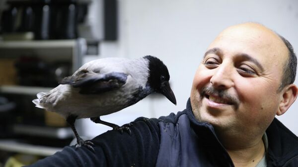 Yaralı halde bulduğu karga en yakın arkadaşı oldu - Sputnik Türkiye