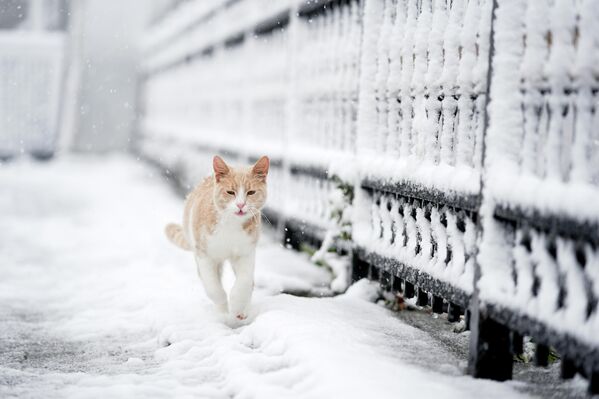 Kar yağışı, Çamlıca tepesindeki sokak hayvanlarını da etkiledi. - Sputnik Türkiye