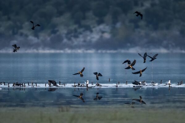 Türkiye’de görülen üç karabatak türünden biri olan küçük karabataklar, göl, nehir ve deniz kıyılarında yaşamlarını sürdürüyor.  - Sputnik Türkiye