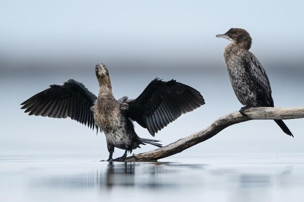 Suya dalarak avlanan bu tür, paletli ayakları sayesinde suda hızlı hareket edip balıkları ustalıkla yakalıyor.  - Sputnik Türkiye