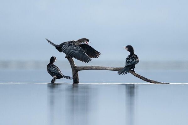 Genellikle sürüler halinde gözlemlenen küçük karabataklar için Bursa’daki Uluabat Gölü, önemli beslenme ve barınma alanları arasında yer alıyor. - Sputnik Türkiye