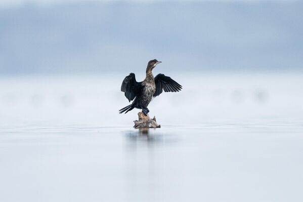 Küçük karabatak, deniz kuşlarından karabatakgiller familyasına ait bir kuş türü. - Sputnik Türkiye