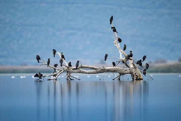 Karabatak ile karşılaştırıldığında daha küçüktür. Yuvarlak başı, kısa ve kalın boynu, kısa gagası vardır.  - Sputnik Türkiye