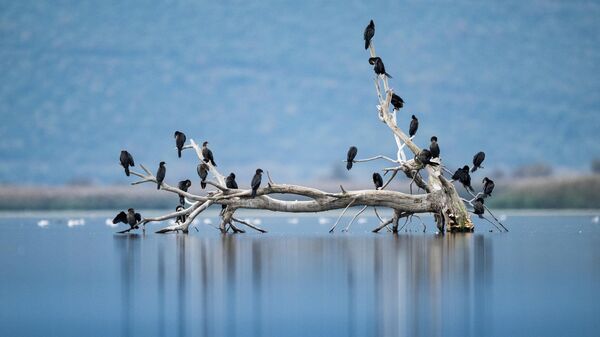 Uluabat Gölü, küçük karabatakların önemli yaşam alanları arasında yer alıyor - Sputnik Türkiye