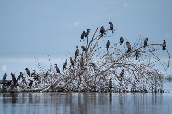 Siyah gözlüdür, üreme döneminde başı ve boynu kızıl kahverengi olur. - Sputnik Türkiye