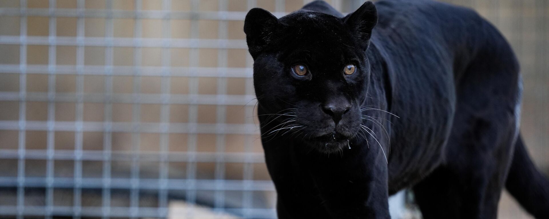 jaguar juliet - Sputnik Türkiye, 1920, 13.01.2026