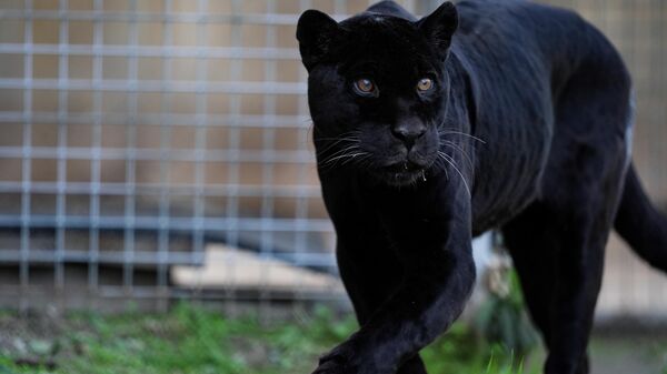 jaguar juliet - Sputnik Türkiye