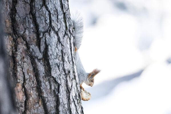 Sincapgiller ailesinden olan bu kızıl sincapların en önemli özelliklerinden biri kulaklarındaki uzun tüylerdir. - Sputnik Türkiye