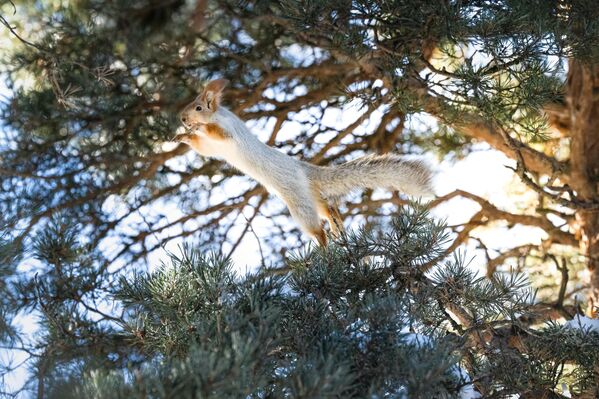 2 bin 200 rakımlı sarıçam ormanlarında yaşayan kızıl sincaplar, eksi 20 dereceyi bulan soğuklara rağmen karla kaplı alanlarda kozalaklarla beslenirken görüntülendi.  - Sputnik Türkiye