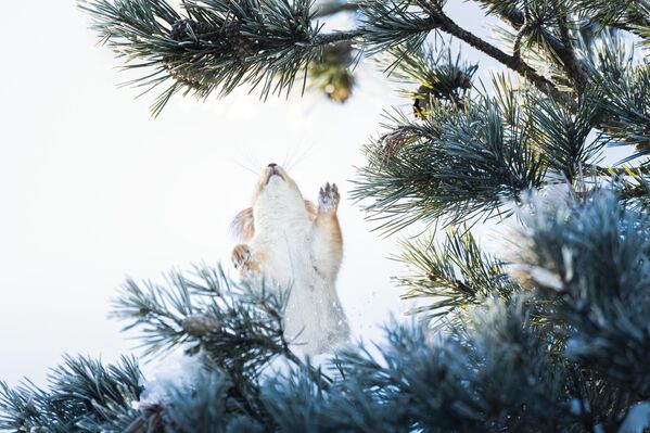 Baştan kuyruklarına kadar 34 cm ila 43 cm arasında uzunluğa sahip olan bu tür, 250 gram ile 340 gram arasında ağırlığa sahiptir. - Sputnik Türkiye