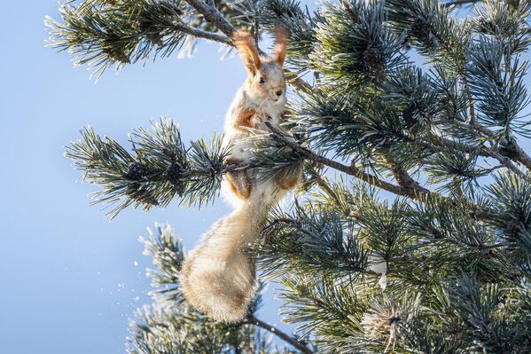 Kars’taki sarıçam ormanlarında kızıl sincaplar görüntülendi. - Sputnik Türkiye