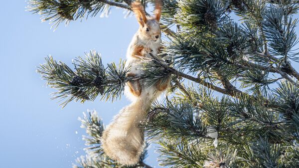Kars’taki sarıçam ormanlarında kızıl sincapların kış mesaisi - Sputnik Türkiye