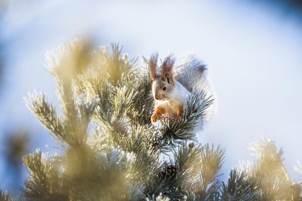 Kızıl sincaplar genellikle ağaç tohumları, meşe palamutları ve kabuklu yemiş yerler.  - Sputnik Türkiye