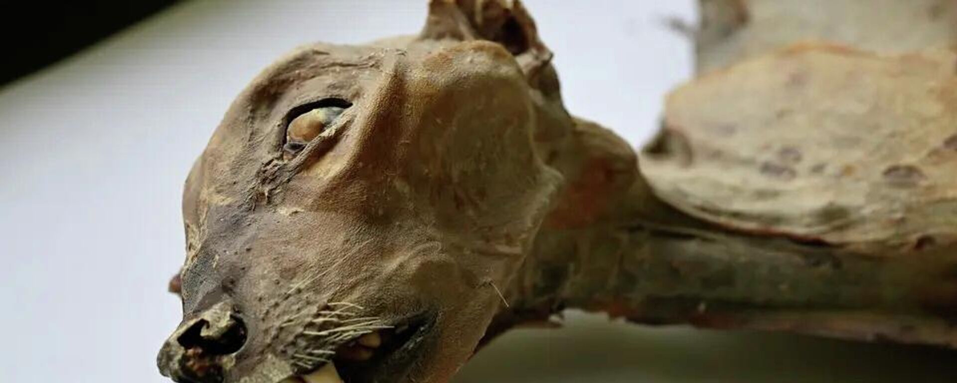 Suudi Arabistan'daki mağaralarda mumyalanmış çita bulundu - Sputnik Türkiye, 1920, 16.01.2026