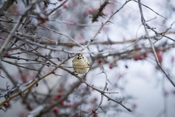 Türkiye ve Avrupa’nın en küçük kuş türü olarak bilinen çalıkuşu, kış mevsiminde yaşam alanını değiştirerek Bursa’nın Karacabey ilçesinde görüntülendi. Oldukça küçük yapısı ve hareketli davranışlarıyla dikkat çeken çalıkuşları, doğaseverlerin ilgisini çekti. Türkiye ve Avrupa’nın en küçük kuş türü olarak bilinen çalıkuşu, kış mevsiminde yaşam alanını değiştirerek Bursa’nın Karacabey ilçesinde görüntülendi. Oldukça küçük yapısı ve hareketli davranışlarıyla dikkat çeken çalıkuşları, doğaseverlerin ilgisini çekti. - Sputnik Türkiye