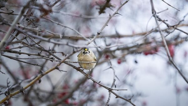 Türkiye ve Avrupa'nın en küçük kuşu: Çalıkuşu - Sputnik Türkiye
