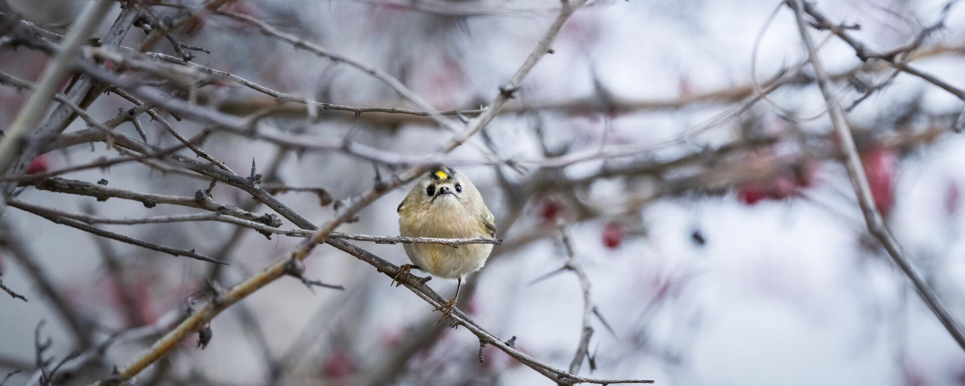 Türkiye ve Avrupa'nın en küçük kuşu: Çalıkuşu - Sputnik Türkiye, 1920, 17.01.2026